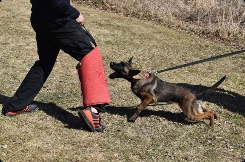 Puppy Leg Sleeve bite suit material - Image 3