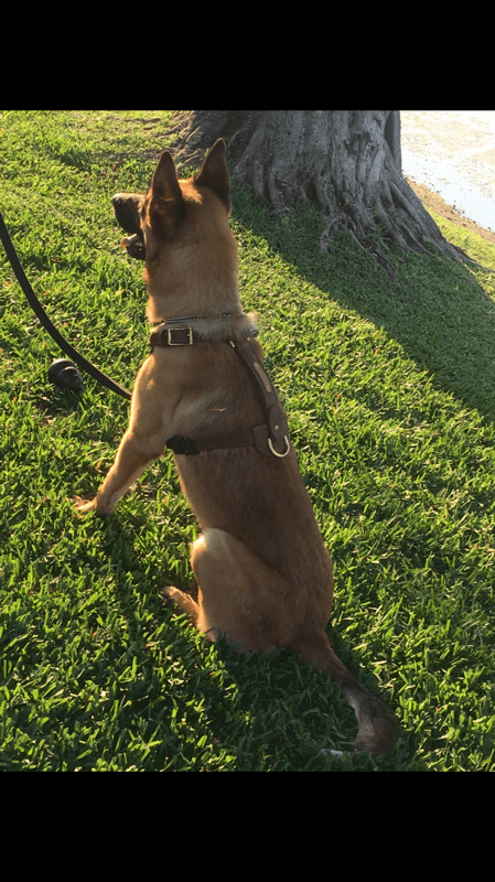 Tear-1 K-9 Leather Harness - Image 5