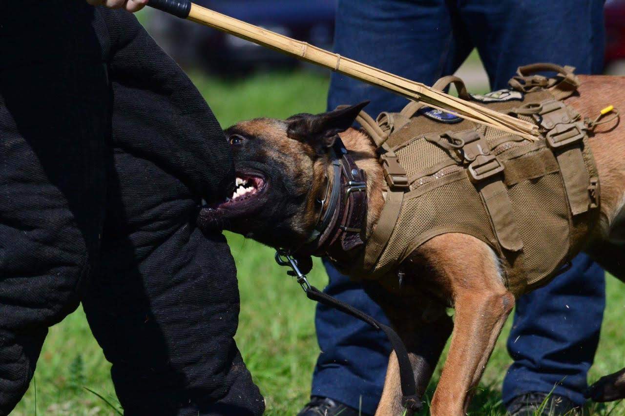 Tactical K-9 Systems (Vest) TK9S - Image 5